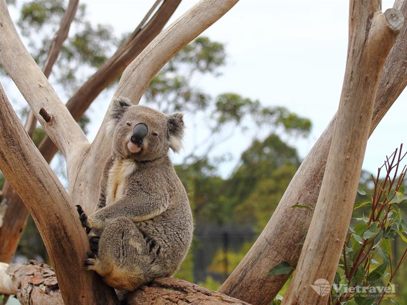 Sydney - Blue Mountains - Sydney Zoo